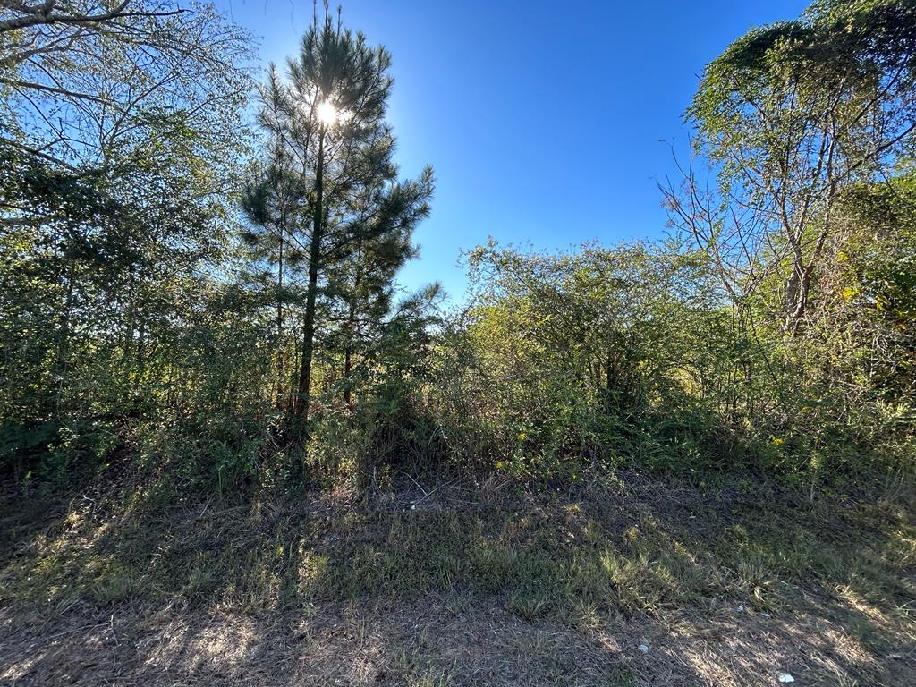 4.297+-ac Lot 3, Willie Varnum Rd, Cottonwood, Alabama image 19