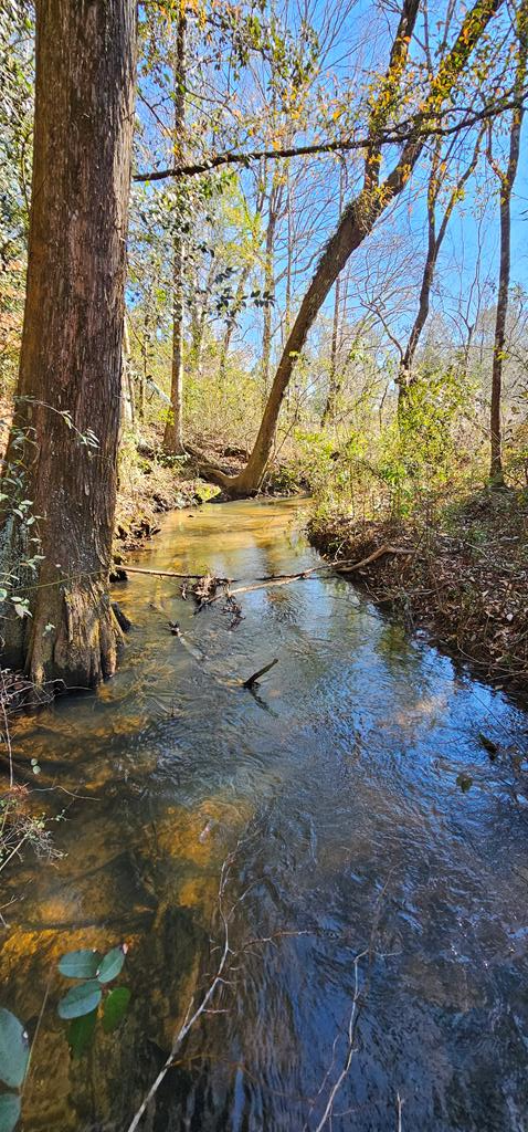 5345 Lucy Grade    19 Acres, Ashford, Alabama image 13