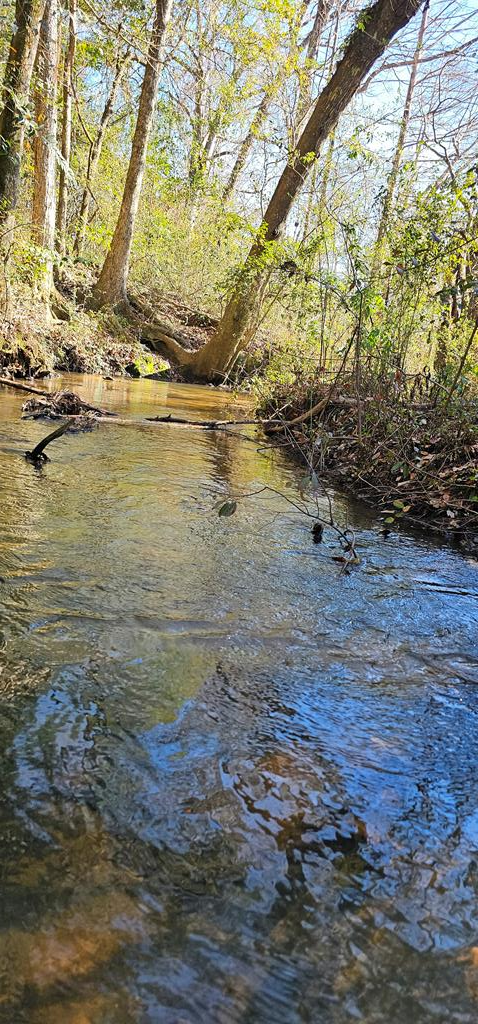 5345 Lucy Grade    19 Acres, Ashford, Alabama image 11