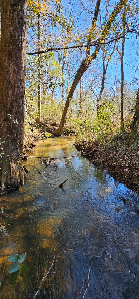 5345 Lucy Grade    19 Acres, Ashford, Alabama image 10