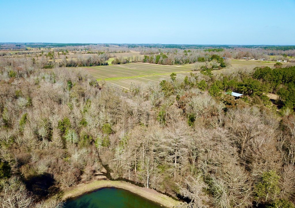 5345 Lucy Grade    19 Acres, Ashford, Alabama image 27