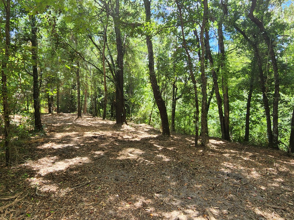 5345 Lucy Grade    19 Acres, Ashford, Alabama image 48