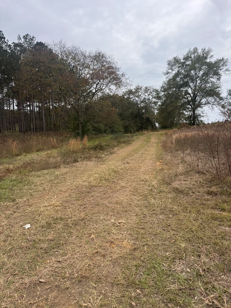 1041 & 0 County Road 73, Slocomb, Alabama image 7