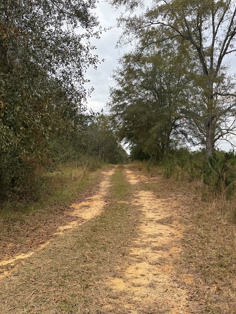 1041 & 0 County Road 73, Slocomb, Alabama image 6