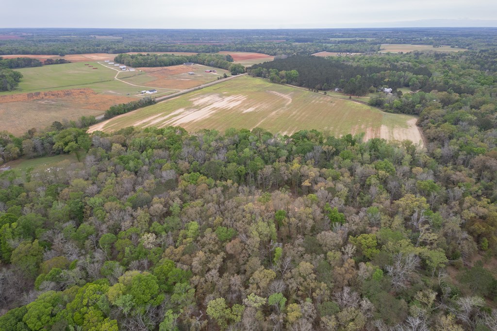 4.05 Acres Singletary Rd Lot 3, Slocomb, Alabama image 6