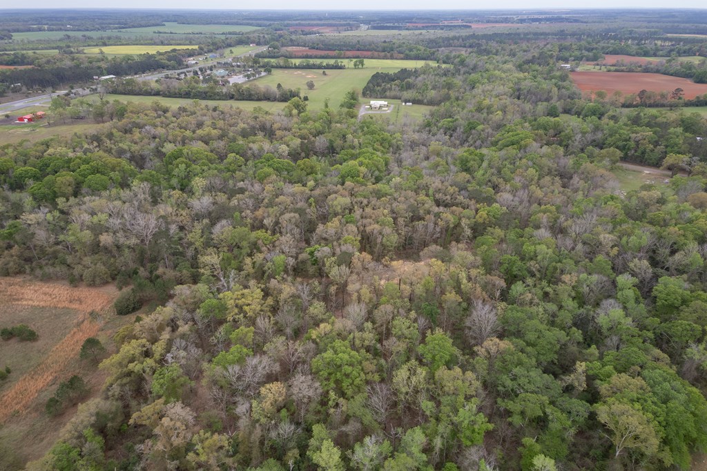 4.05 Acres Singletary Rd Lot 3, Slocomb, Alabama image 15