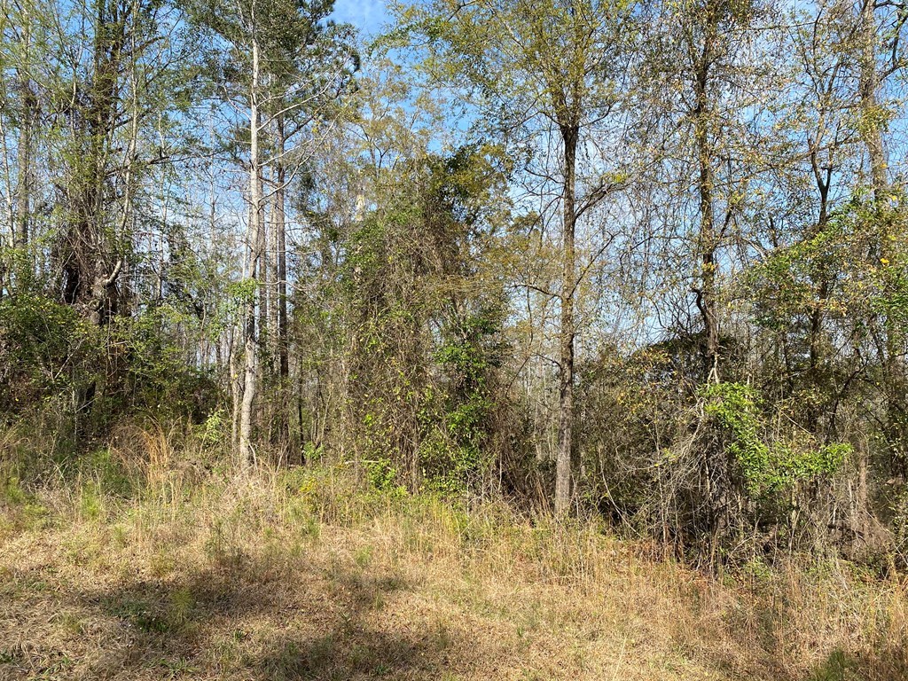 Woodland Dr, Abbeville, Alabama image 11