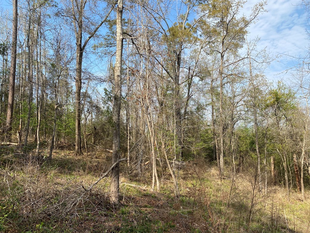 Woodland Dr, Abbeville, Alabama image 14