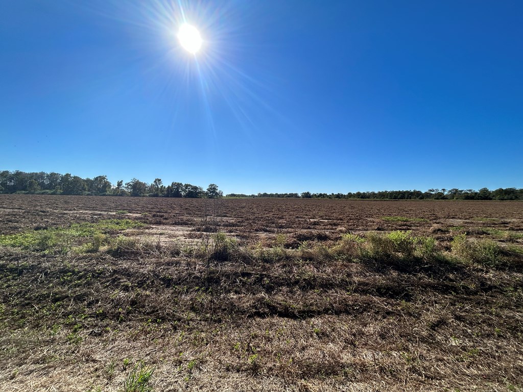 4.892+-ac Lot 2, Willie Varnum Rd, Cottonwood, Alabama image 7