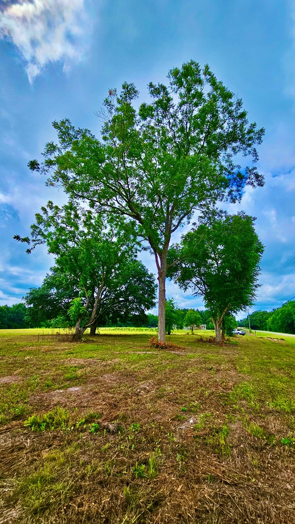 10 Acres Skyline Rd, Geneva, Alabama image 9