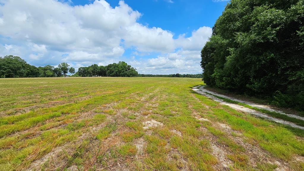 10 Acres Skyline Rd, Geneva, Alabama image 8