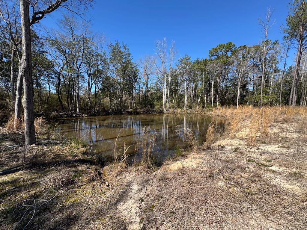 Pine Street, Slocomb, Alabama image 12