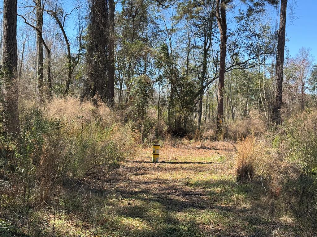 Pine Street, Slocomb, Alabama image 9