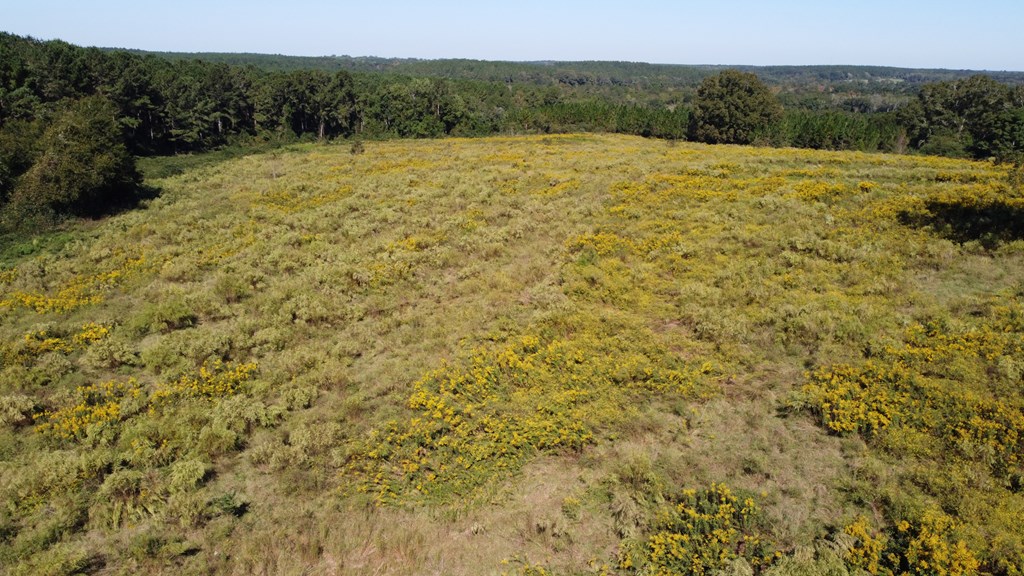 Double Creek Road, Coffee Springs, Alabama image 9