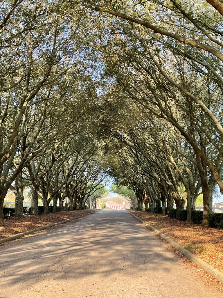 117 Mulberry Lane, Headland, Alabama image 3