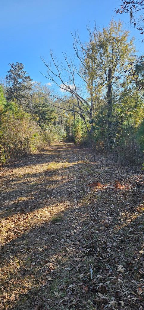 23.48 Acres South Park Rd, Slocomb, Alabama image 30