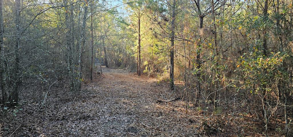 23.48 Acres South Park Rd, Slocomb, Alabama image 19