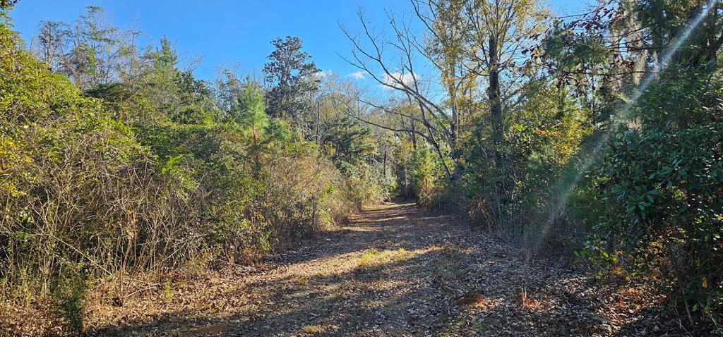 23.48 Acres South Park Rd, Slocomb, Alabama image 29