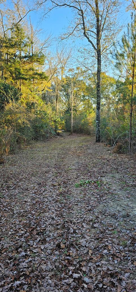 23.48 Acres South Park Rd, Slocomb, Alabama image 41