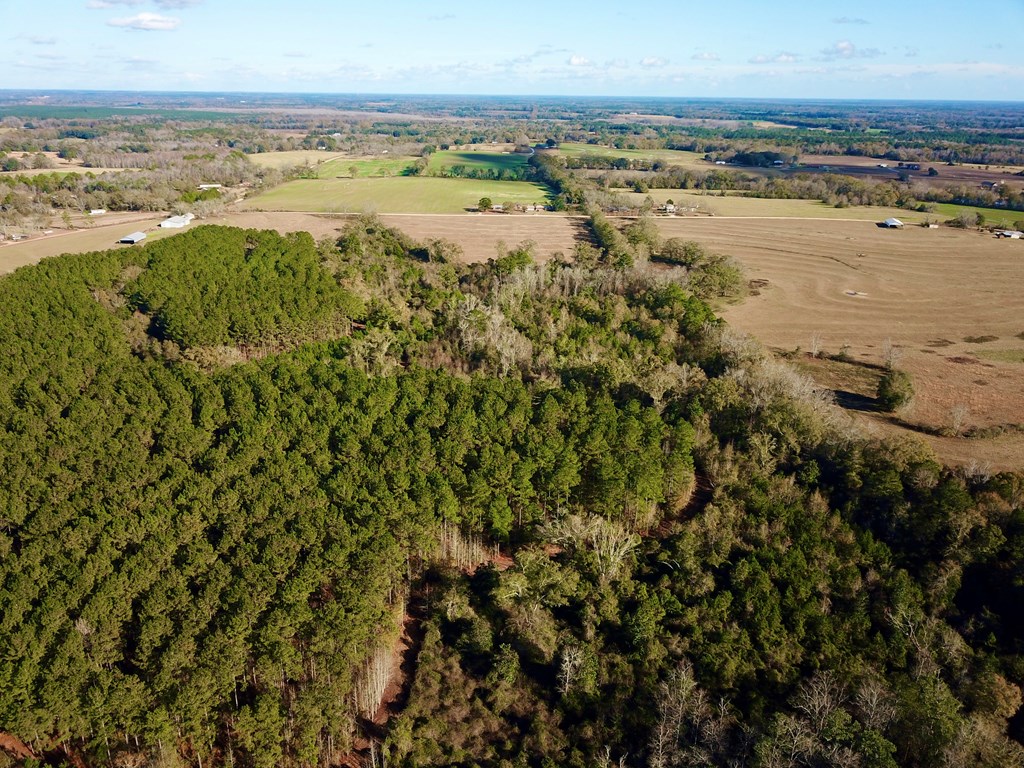 23.48 Acres South Park Rd, Slocomb, Alabama image 45