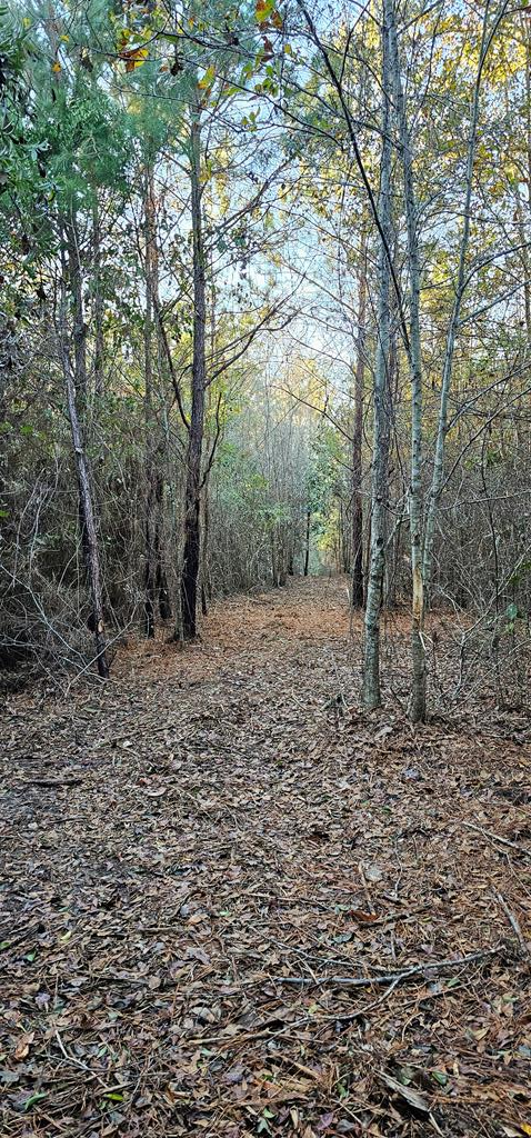 23.48 Acres South Park Rd, Slocomb, Alabama image 20