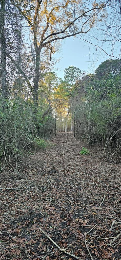 23.48 Acres South Park Rd, Slocomb, Alabama image 33