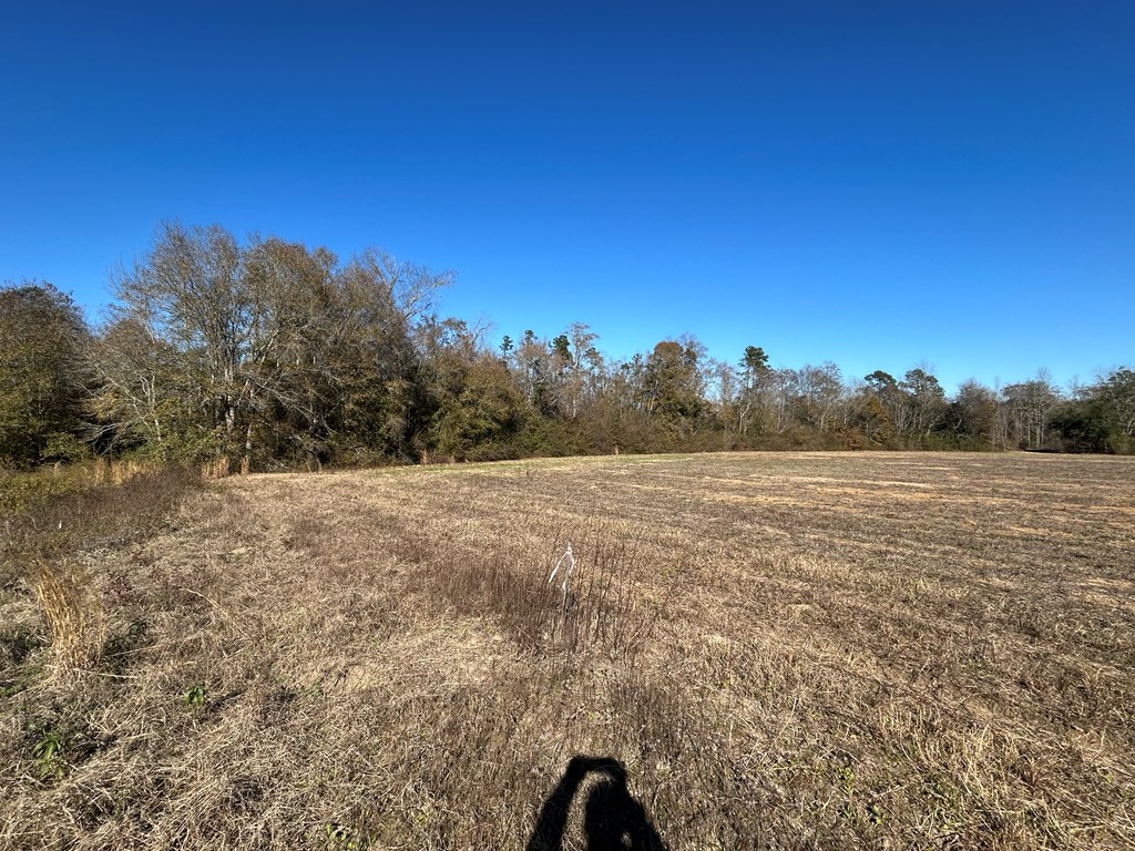 5.296+-ac Lot 1, Willie Varnum Rd, Cottonwood, Alabama image 17