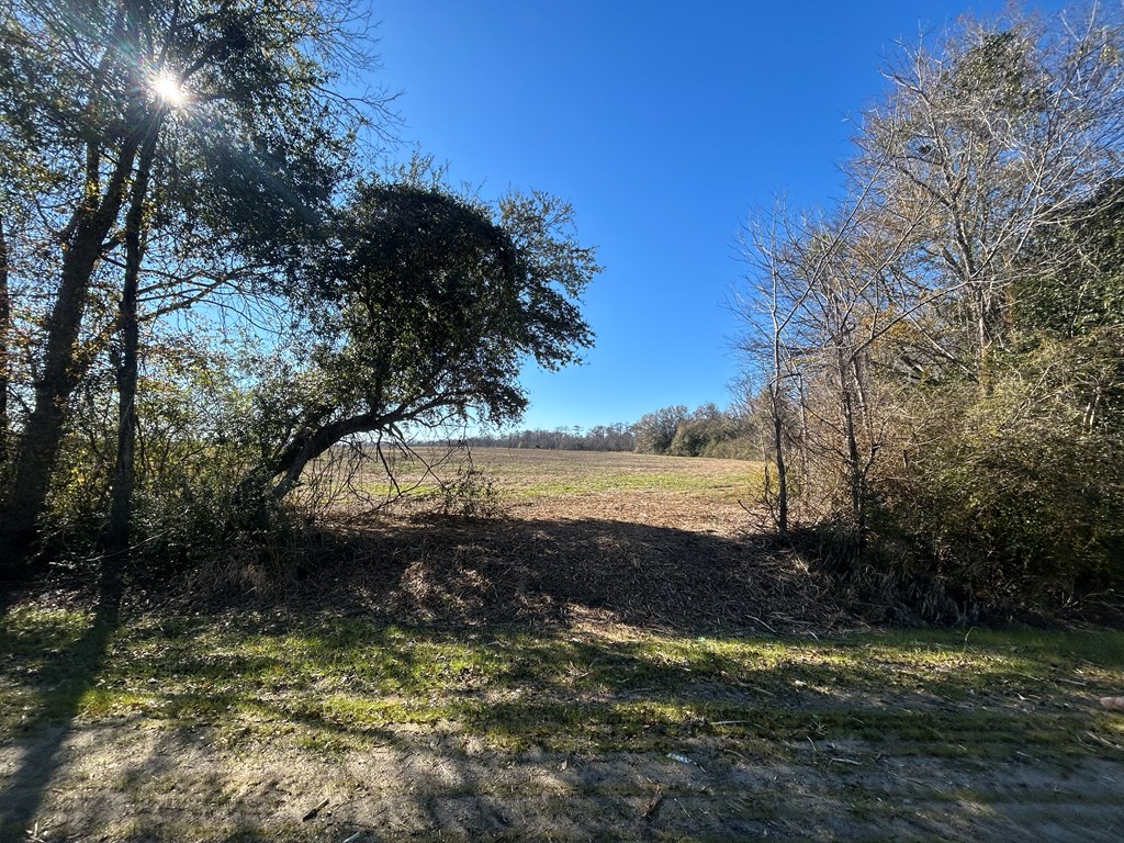 5.296+-ac Lot 1, Willie Varnum Rd, Cottonwood, Alabama image 12