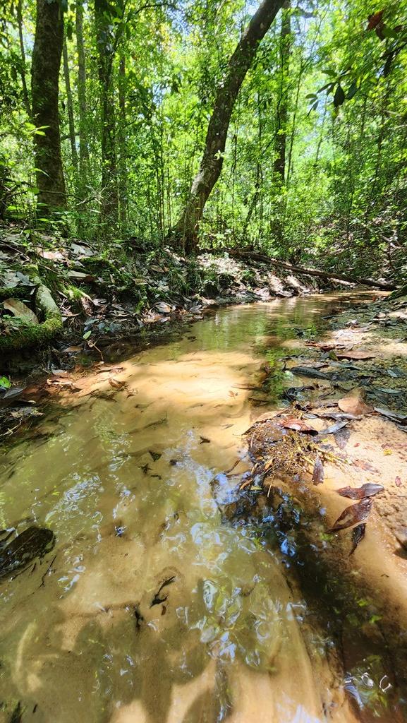 50 Acres Skyline Rd, Geneva, Alabama image 1