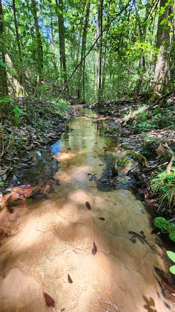 60 Acres Skyline Rd, Geneva, Alabama image 4