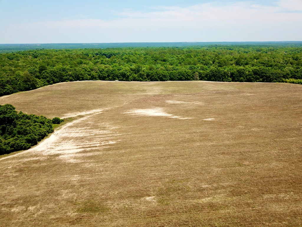 60 Acres Skyline Rd, Geneva, Alabama image 8