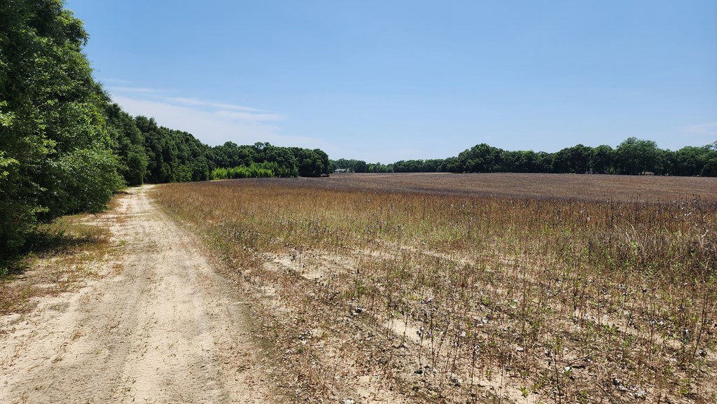 60 Acres Skyline Rd, Geneva, Alabama image 11