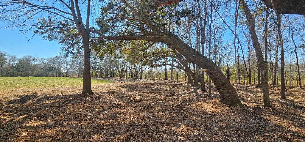 4.9 Acres Grady Garner Rd, Slocomb, Alabama image 4