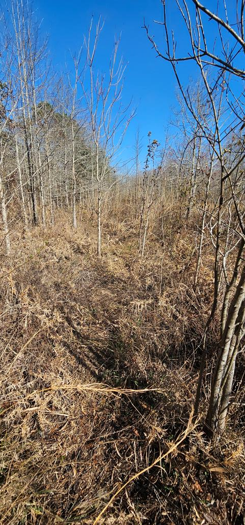 4.9 Acres Grady Garner Rd, Slocomb, Alabama image 32