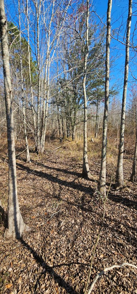 4.9 Acres Grady Garner Rd, Slocomb, Alabama image 34