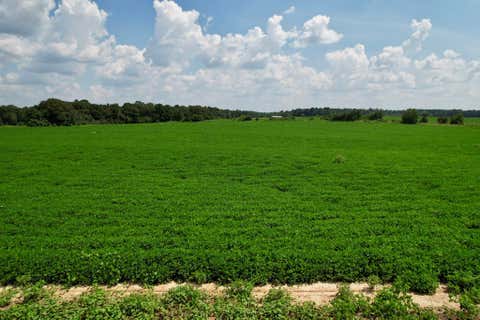 Vacant Land For Sale - Judge Logue Road<br/> Newton, AL 36352