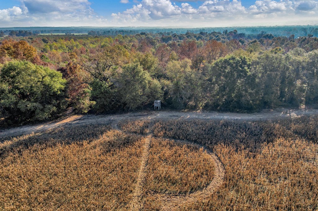 County Road 127, Banks, Alabama image 39