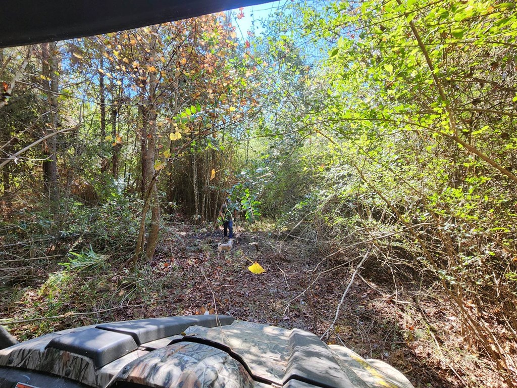 County Road 127, Banks, Alabama image 27