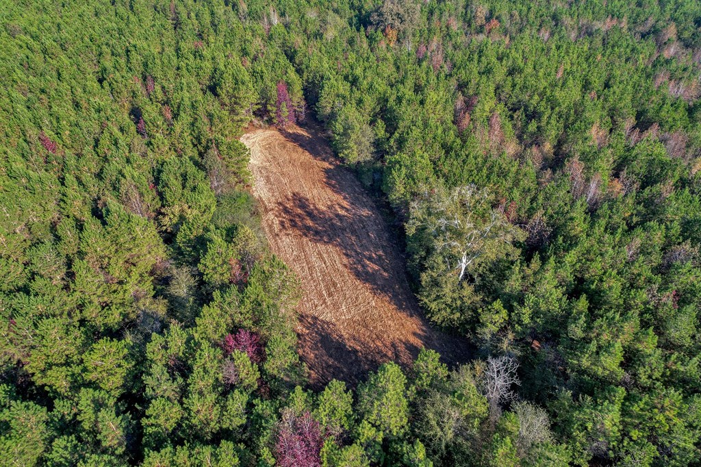 County Road 127, Banks, Alabama image 48