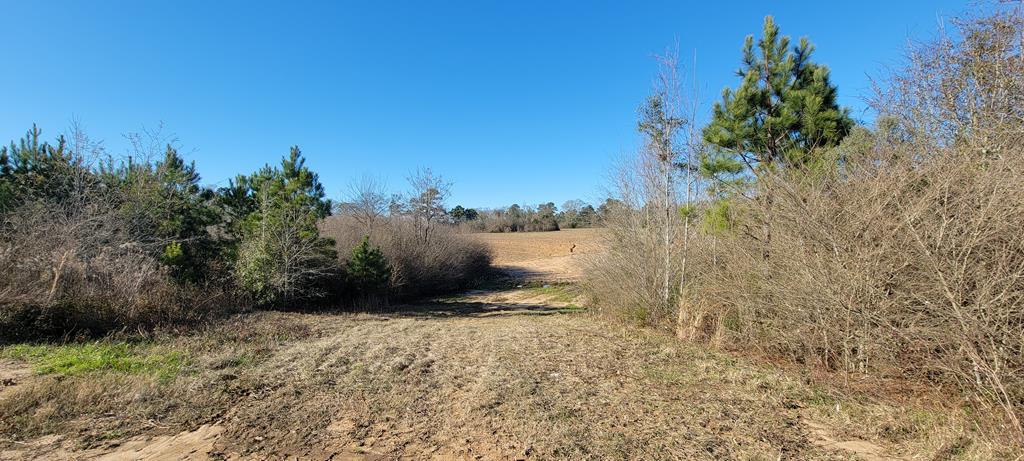 50.45 Acres Trawick Rd, Dothan, Alabama image 36