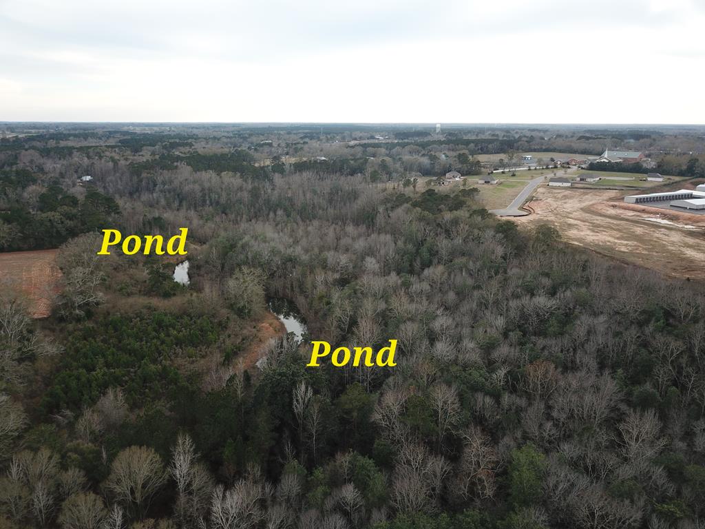 50.45 Acres Trawick Rd, Dothan, Alabama image 6