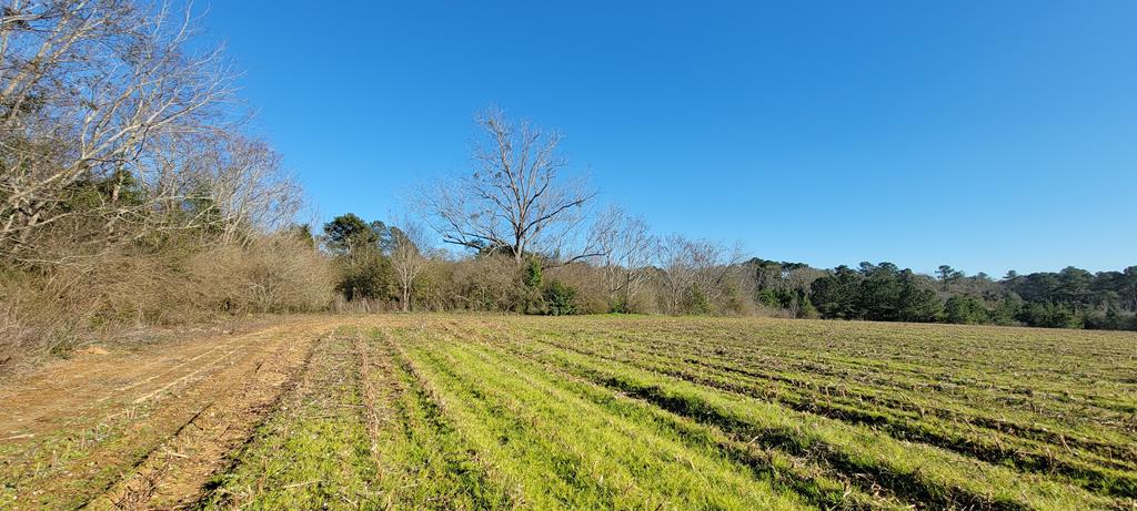 50.45 Acres Trawick Rd, Dothan, Alabama image 34