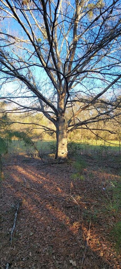 50.45 Acres Trawick Rd, Dothan, Alabama image 27