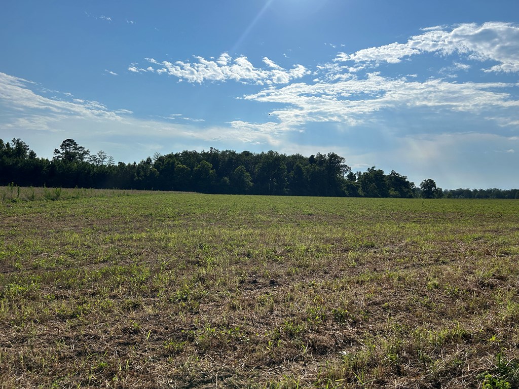 7.198+-ac Lot 6, Willie Varnum Rd, Cottonwood, Alabama image 9