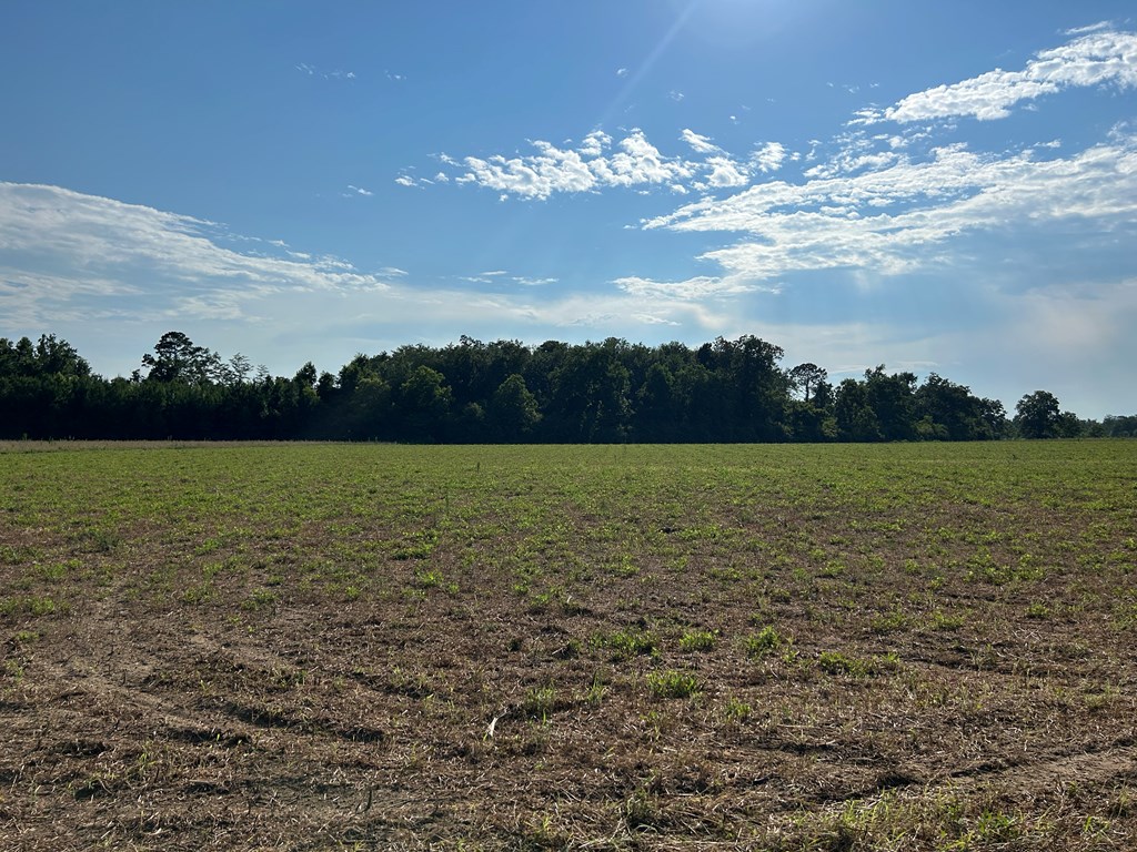 7.198+-ac Lot 6, Willie Varnum Rd, Cottonwood, Alabama image 11