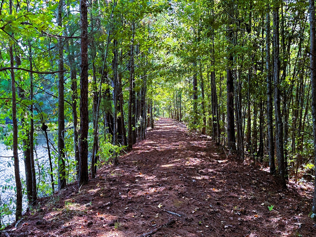 County Rd 53, Clio, Alabama image 26