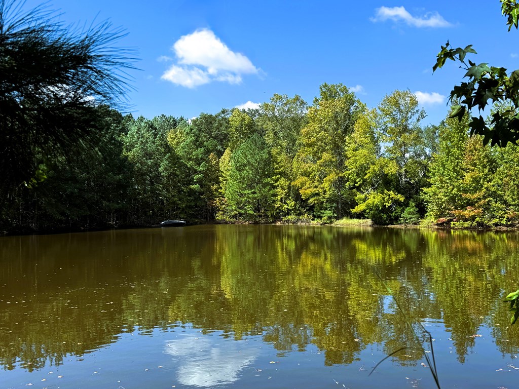 County Rd 53, Clio, Alabama image 13