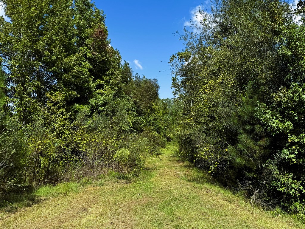 County Rd 53, Clio, Alabama image 6