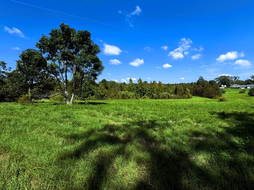 County Rd 53, Clio, Alabama image 12