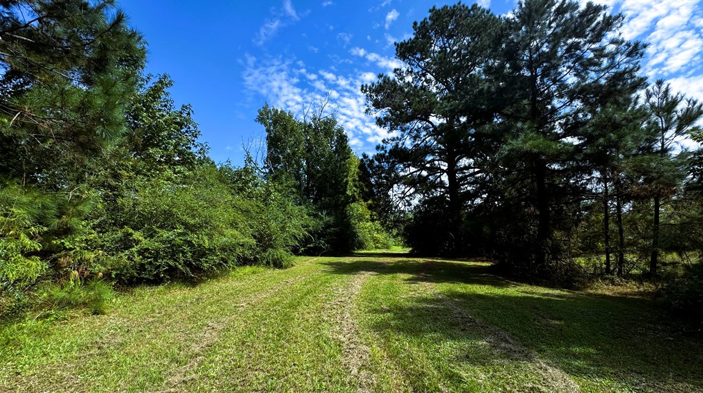 County Rd 53, Clio, Alabama image 9